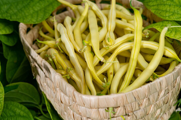 New harvest of organic yellow long wax beans
