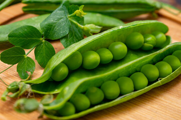 New harvest of ripe green peas legumes