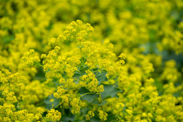 Botanical collection of medicinal plants, Alchemilla vulgaris or common lady's mantle plant