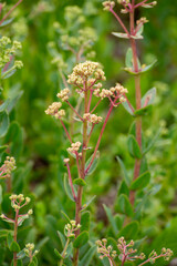 Botanical collection of medicinal plants and herbs, Hylotelephium telephium or orpine, livelong, frog's-stomach, harping Johnny, Orphan John and witch's moneybags succulent plant