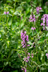 Botanical collection of medicinal plants and herbs, Betonica or Stachys officinalis, hedgenettle, betony, bishopwort plant
