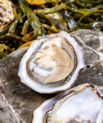 Fresh pacific or japanese oysters molluscs shucked on stone with kelp seaweed background ready to eat