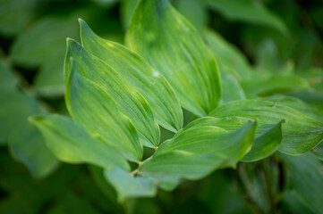 Obraz premium Botanical collection of medicinal plants and herbs, Polygonatum multiflorum, Solomon's seal or David's harp, ladder-to-heaven plant