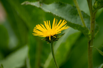 Botanical collection of insect friendly or medicinal plants Elecampane, Inula helenium or horse-heal, elfdock flowers