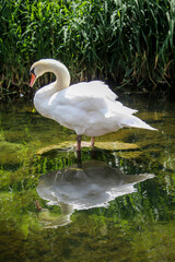 Ein Portrait eines schönen weißen Höckerschwan im Wasser
