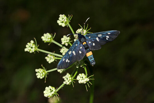 farfalla blu (Zygaena ephialtes)