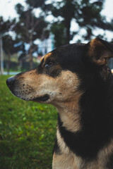 Perro de Perfil