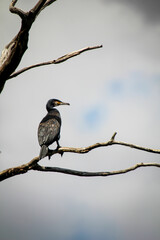 Aufnahme eines Kormorans über einem größeren See. Diesen Vögeln wird nachgesagt, dass sie zu viel Fisch fressen.