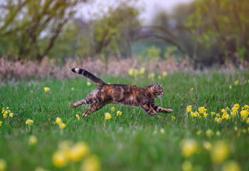 beautiful striped cat runs quickly through the spring blooming meadow