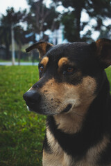 Mirada de perro