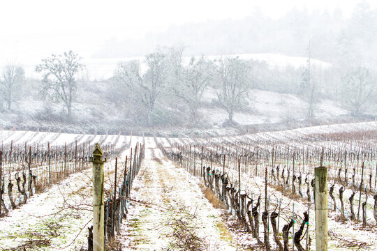 A winter view of a vineyard and oak trees during a snow storm, near Salem, Oregon.  The falling snow softens the image.