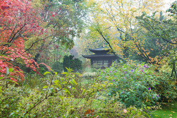 Awe colors of autumn -  red leaves  of japanese maple and buildding as pagoda at distance