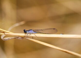 Portrait einer Kleinlibelle (Zygoptera) oder Wasserjunfer. Sie gehören zu den Libellen.