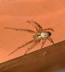 A Missing Sector Spider,  Zygiella x-notata, in the UK in August. These have a sector of their web...