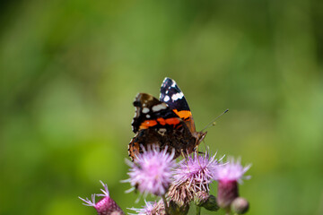 Portrait, eine nahaufnahme eines Admiral, Schmetterling auf einer Pflanze.