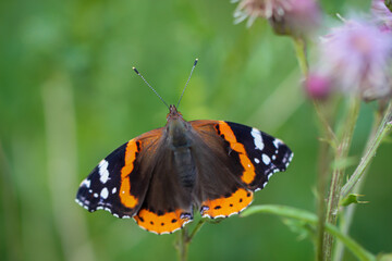 Portrait, eine nahaufnahme eines Admiral, Schmetterling auf einer Pflanze.