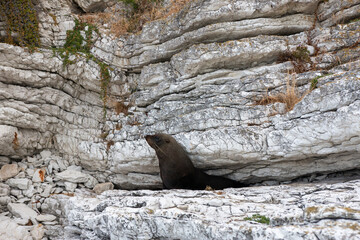Fur seal hiding on rocky shore. South Island of New Zealand