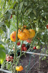 greenhouse heirloom tomatoes