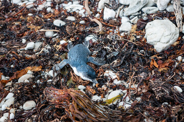 World's smalles penguin -  blue penguin lies dead on on ocean shore.  South Isalnd of New Zealand