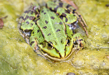 Portrait eines grünen Teichfrosch am Rand eines Gewässers.