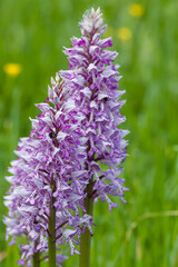 A closeup shot of a beautiful Southern marsh-orchid under the sunlight