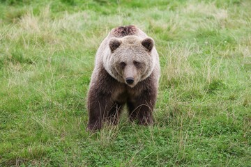 Brown bear in the nature 