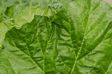 A close up image of enormous rhubarb leaves after a rainshower.