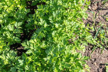 Obraz premium natural lighting of the frame. Garden. Parsley is grown. Without the use of chemicals. Environmentally friendly product.