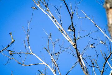 Eine schwalbe auf einem Ast von einem Abgestorbenen Baum.