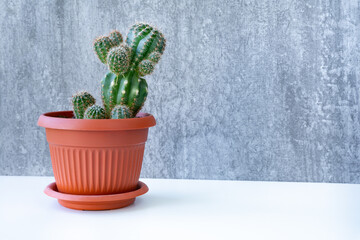 Cacti with sharp thorns in a terracotta pot on a gray background on a white table. Minimalism and plant care concept. Home garden, home plants. Concrete wall background.
