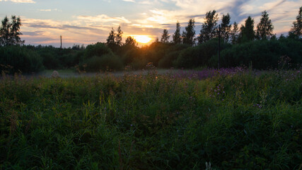 Fototapeta premium Rural field with purple flowers backlit by the sun against the background of trees.