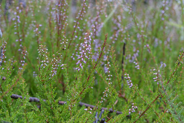 Forest floor of blooming pink heather flowers.
