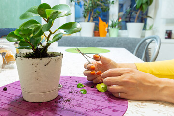 Indoor plant in a white pot on the kitchen table. Human hands close up. Plant care concept, transplant, pruning. Hobby. Home garden, home plants. Gardening
