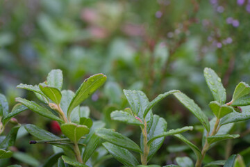 Cowberry close up plant view in the forest.