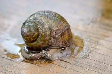 Porträt einer Sumpfschnecke, Viviparidae, auf einem Steg über einem Teich.