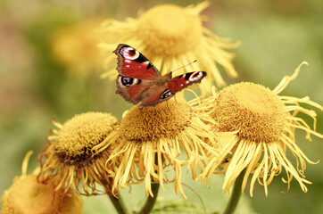 peacock butterfly