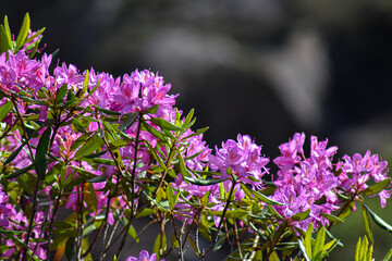 Purple Rhododendron Flowers Taking In The Sun