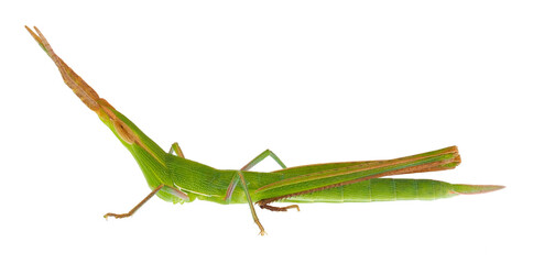 Green cone-headed grasshopper isolated on white background, Acrida ungarica