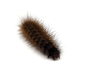 Cream-Spot Tiger Caterpillar, Epicallia Villica isolated on white background