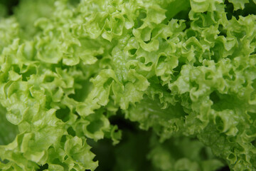 Healthy lettuce growing in the soil. Fresh green leaf lettuce plants grows in the greenhouse. Salad leaf background. Green lettuce bush top view