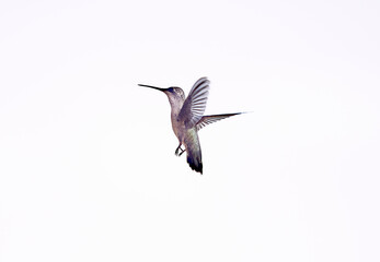 Hummingbird Flying in the Air