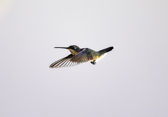 Hummingbird Flying in the Air