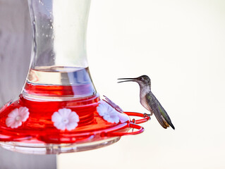 Hummingbird on a Feeder