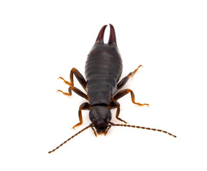 Euborellia moesta earwig isolated on white background