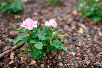 lilac miniature rose in the garden, fertilizer from the bark
