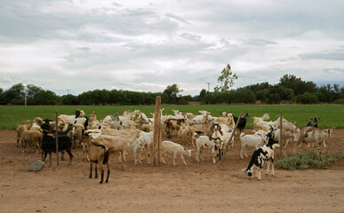 Rural scenic. Herd of goats in the farm.  