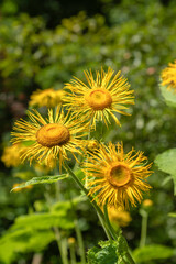 Żółte leśne kwiaty.