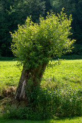 Pojedyncze drzewa w doli ojcowskiej koło Krakowa.