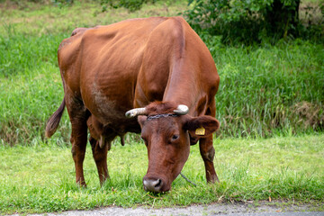 Pasące się krowy w Ojcowskim krajobrazie. - obrazy, fototapety, plakaty