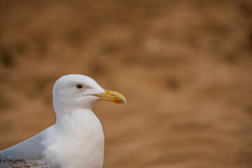 Seagull sitting on the rocks in Broadstairs, Kent